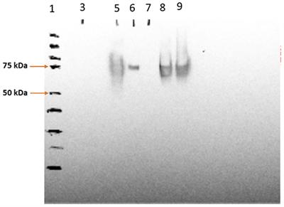 Characterization of the Biodistribution of a Silica Vesicle Nanovaccine Carrying a Rhipicephalus (Boophilus) microplus Protective Antigen With in vivo Live Animal Imaging